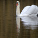 Un cygne à l'Automne