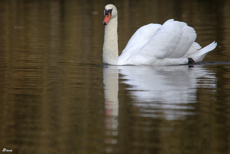 Un cygne à l'Automne