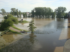Hochwasser am Rhein bei Wi-Biebrich