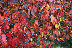 Wilder Wein Wilder Wein