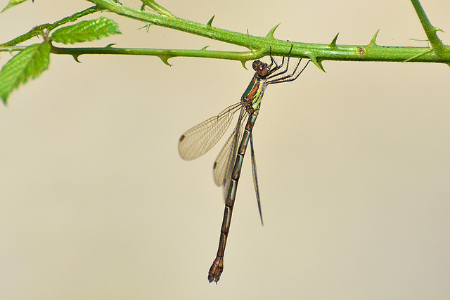 Western Willow Spreadwing f (Lestes viridis) (2)