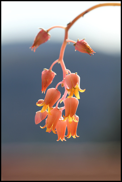 Echeveria lilacina