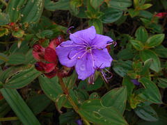 DSCN5272 - quaresmeira Tibouchina urvilleana, Melastomataceae