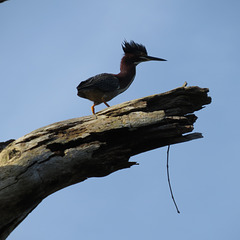 Green heron on a windy day