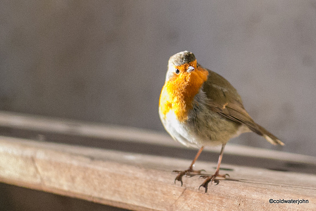 What? Have you never seen a bird sunbathing before?