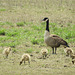 Day3, Canada Goose & goslings, Hillman Marsh