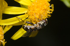 HoverflyIMG 5994