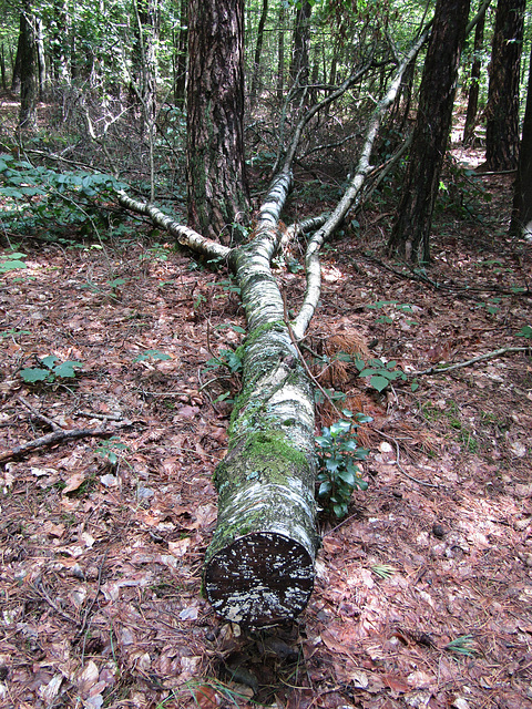 gefällter Baum