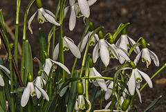 20200315 6760CPw [D~LIP] Schneeglöckchen (Galanthus nivalis), UWZ, Bad Salzuflen