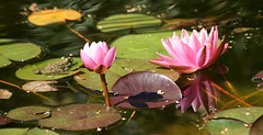 La grenouille et les deux nymphéas