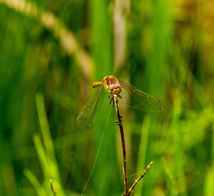 Dragonfly possibly a brown hawker