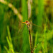 Dragonfly possibly a brown hawker