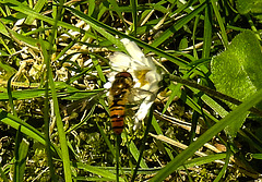 20200624 9131CPw [D~LIP] Hainschwebfliege [Winterschwebfliege], Margerite, Bad Salzuflen