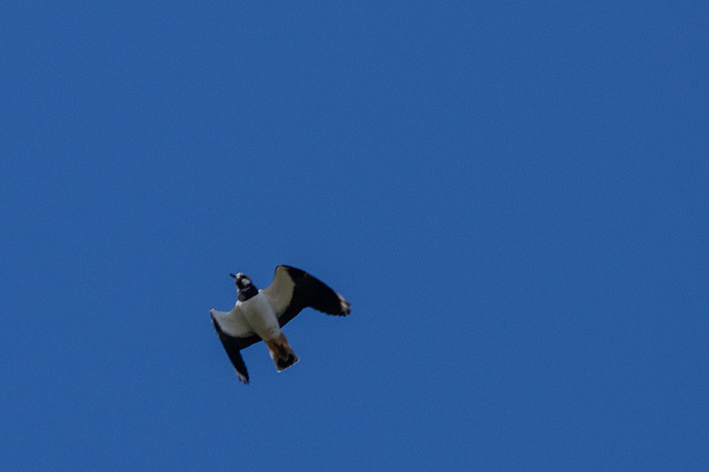 Lapwing over