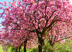 Japanische Kirschblüten. (pip)