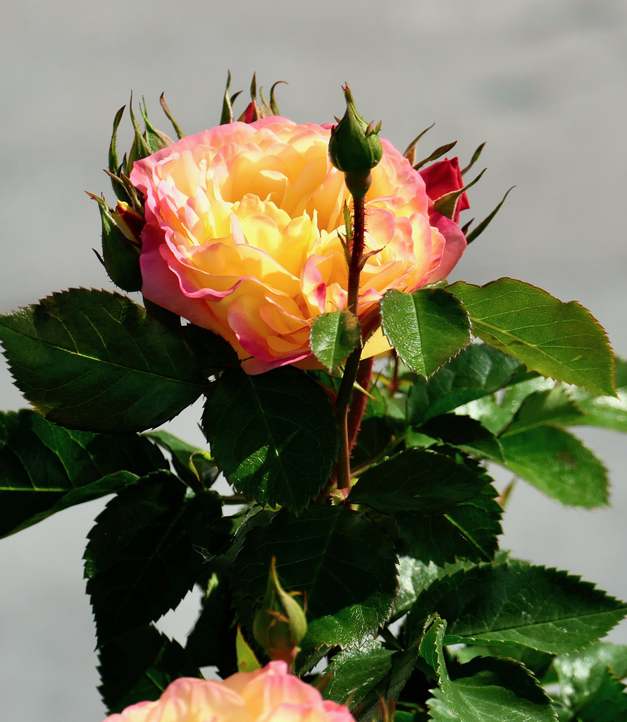 Rose Lampion