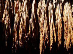 Feuilles de tabac en cours de séchage.