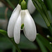 Dans mon jardin