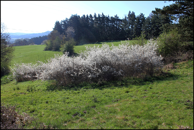 Le temps des prunelliers  (10)