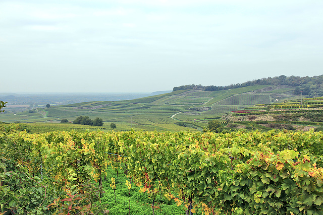 Weinberge des Kaiserstuhls