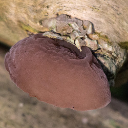 20151010 9296VRTw [D~H] Judasohr (Auricularia auricula-judae) [Ohrlappenpilz] [Holunderschwamm], Wisentgehege, Springe-Deister