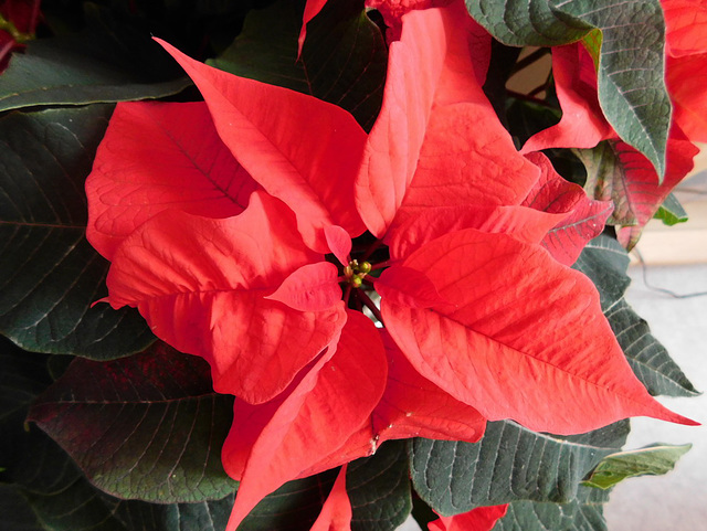 Poinsettia