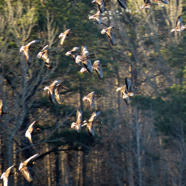 Snow geese (Anser caerulensis)