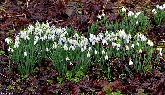 Snowdrops   /   Feb 2018