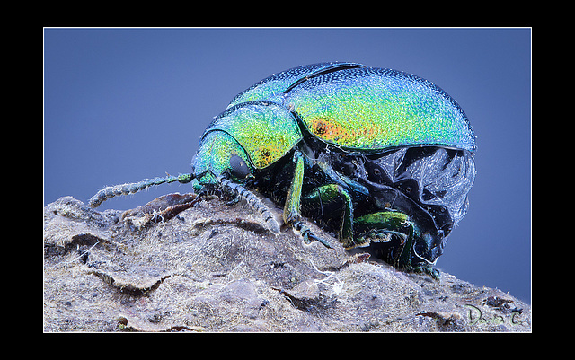 Green Beetle