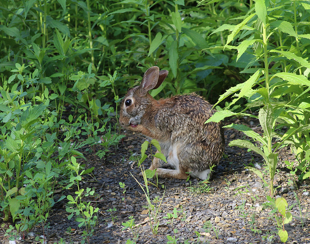 Rabbit arround, sorry, in my world :-)