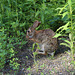 Rabbit arround, sorry, in my world :-)