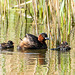 Little grebe family