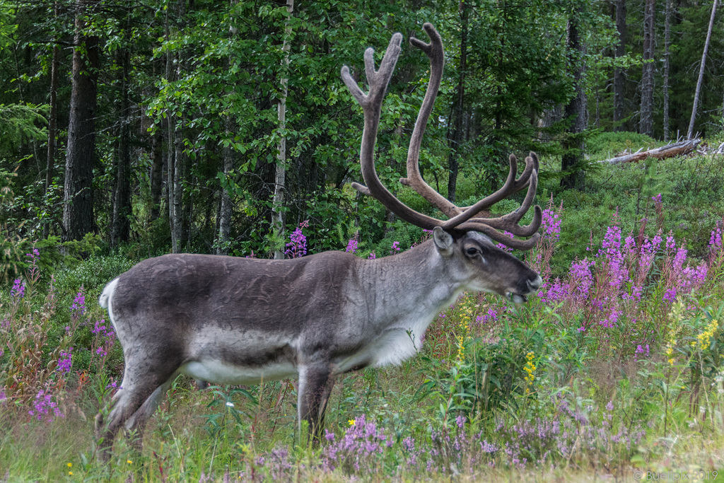 von Rovaniemi nach Hossan - P.i.P. (© Buelipix)