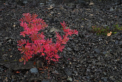 Sorbus aucuparia, Canada L1010121