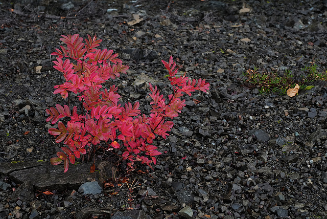 Sorbus aucuparia, Canada L1010121