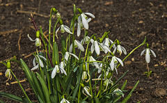 20200315 6761CPw [D~LIP] Schneeglöckchen (Galanthus nivalis), UWZ, Bad Salzuflen