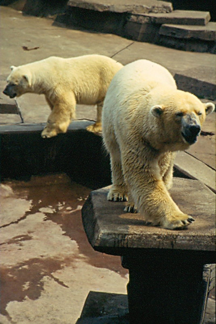 Ice bear  - Kölner Zoo