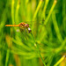 Dragonfly possibly a brown hawker