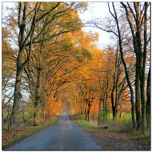 Herbst Allee