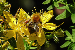 20200624 9133CPw [D~LIP] Veränderliche Hummel, Johanniskraut (Hypericum perforatum), Bad Salzuflen