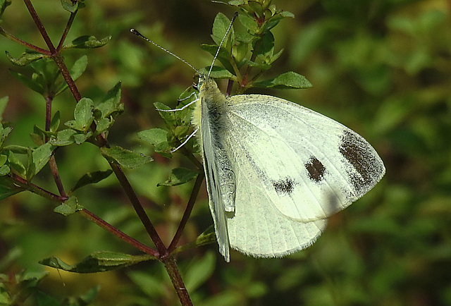 20210724 1908CPw [D~LIP] Dost (Origanum vulgare), Kleiner Kohlweißling (Pieris rapae), Bad Salzuflen