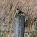 Meadow Pipit on a post