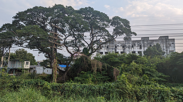 Arbre et fils / Wires and tree