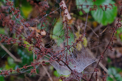 Cobweb