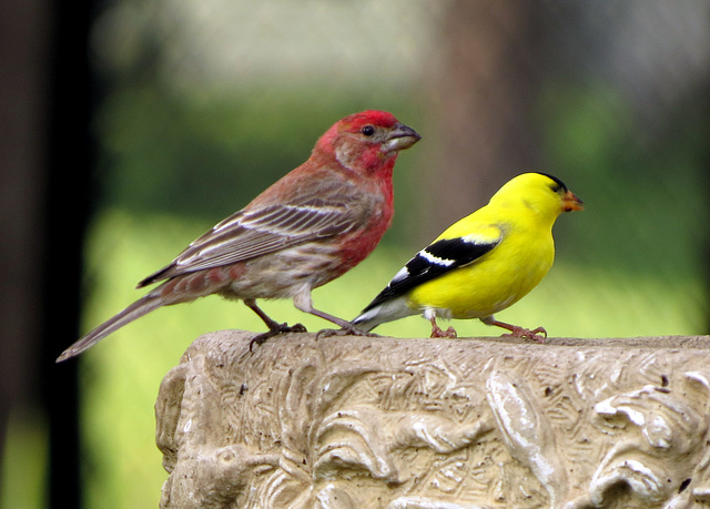 Housfinch & Goldfinch at our birdbath