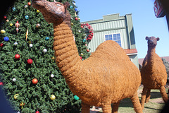 A closer look at these massive "straw" Camels...not sure about the materils used for the heads)