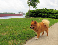 A Pomeranian walking the boulevard.