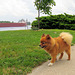 A Pomeranian walking the boulevard.