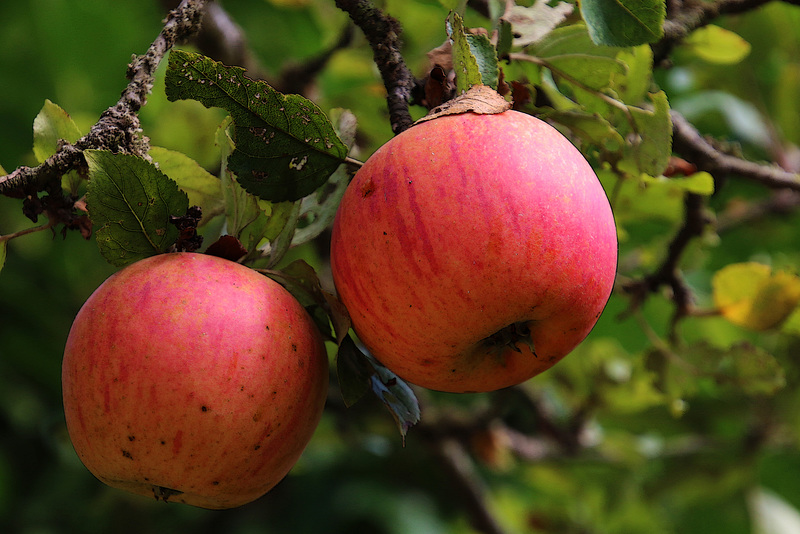 je n'ai pas croqué la vie mais la pomme