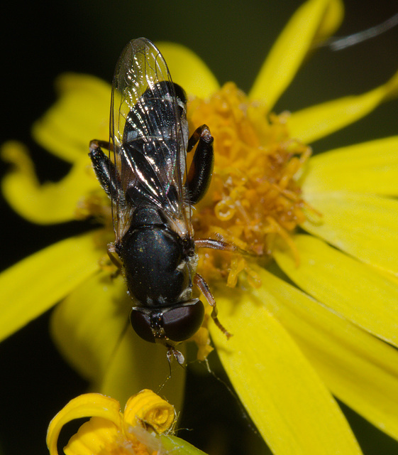 HoverflyIMG 5986